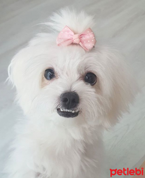 Maltese, Köpek  ness fotoğrafı