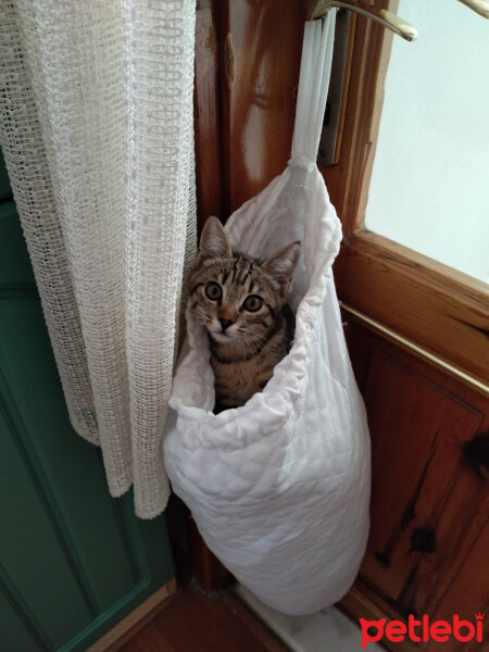 European Shorthair, Kedi  Uğur fotoğrafı