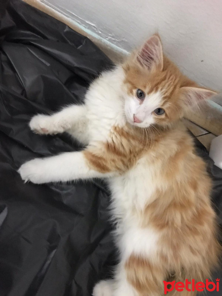 Sarman, Kedi  3 buçuk aylık sarman yavru fotoğrafı