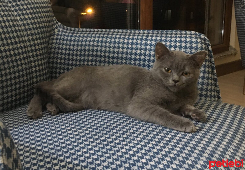 British Shorthair, Kedi  violet fotoğrafı