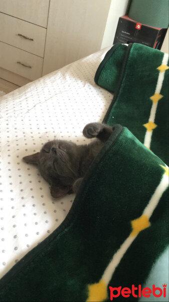 British Shorthair, Kedi  violet fotoğrafı