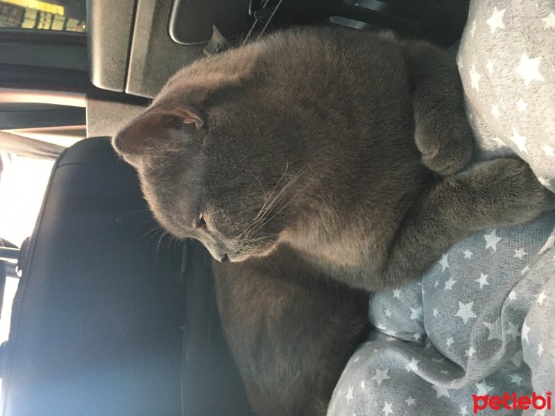 British Shorthair, Kedi  violet fotoğrafı