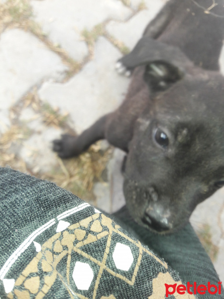 Cane Corso Italiano, Köpek  Peto fotoğrafı