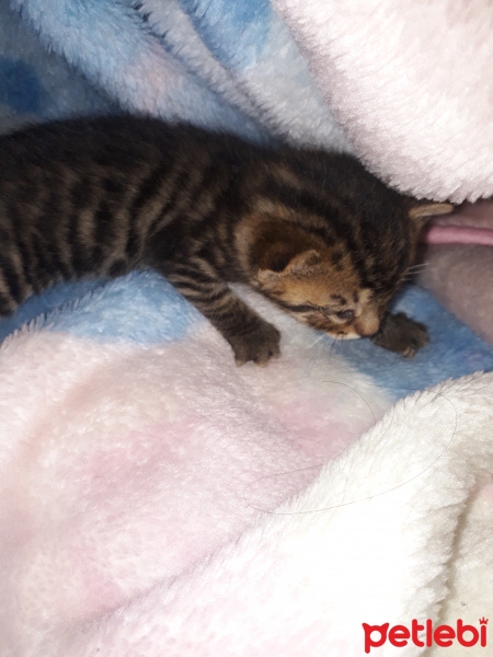 Tekir Kedi, Kedi  yok fotoğrafı