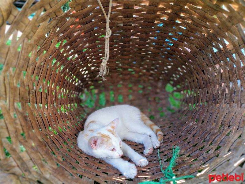 Tekir Kedi, Kedi  Bulut fotoğrafı