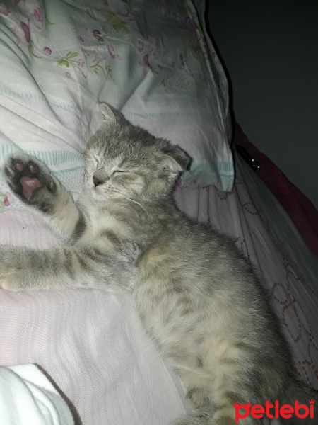 Scottish Fold, Kedi  Bade fotoğrafı