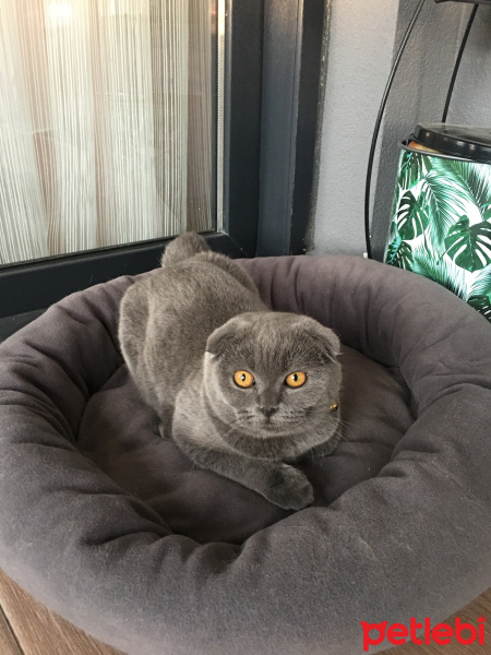 Scottish Fold, Kedi  Luci fotoğrafı