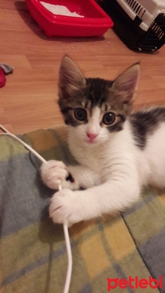 Tekir Kedi, Kedi  aşk fotoğrafı