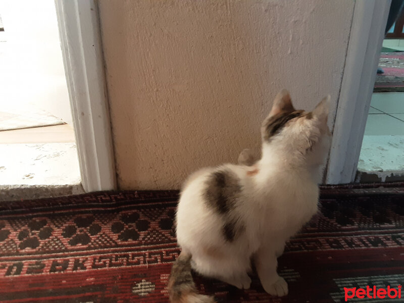 Tekir Kedi, Kedi  Kartopu fotoğrafı