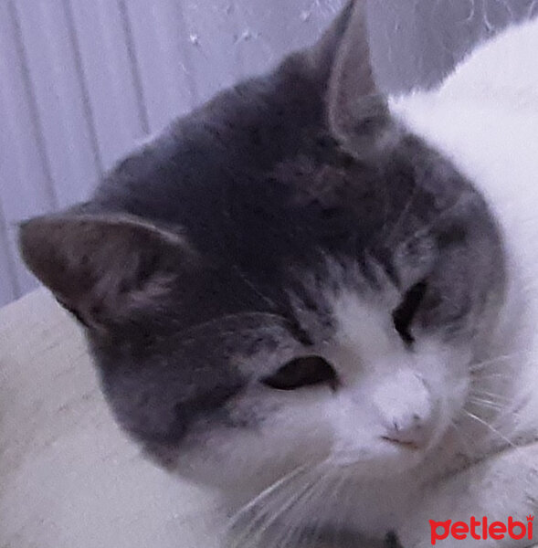 Tekir Kedi, Kedi  Pudi fotoğrafı