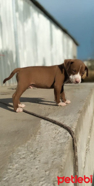 Amerikan Pitbull Terrier, Köpek  As fotoğrafı