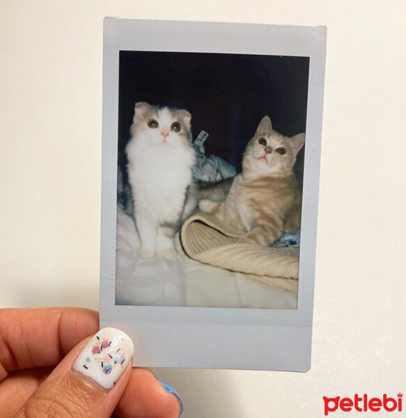 Scottish Fold, Kedi  Barbi & Peri fotoğrafı