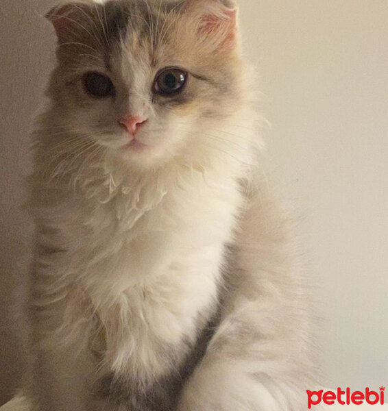 Scottish Fold, Kedi  Barbi & Peri fotoğrafı