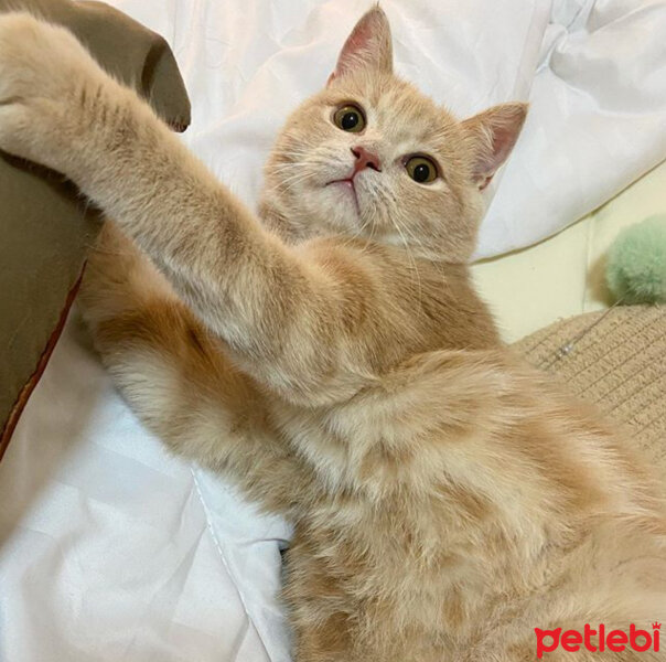 Scottish Fold, Kedi  Barbi & Peri fotoğrafı