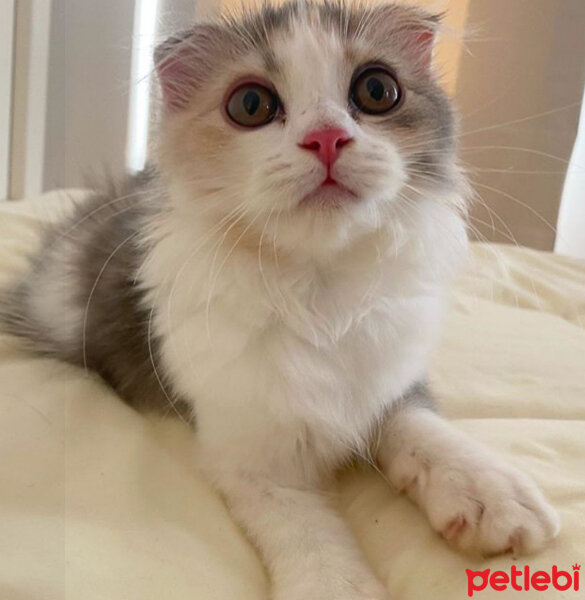 Scottish Fold, Kedi  Barbi & Peri fotoğrafı