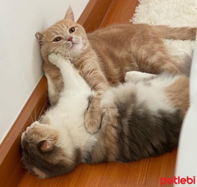 Scottish Fold, Kedi  Barbi & Peri fotoğrafı