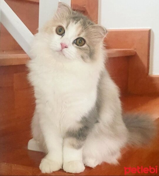 Scottish Fold, Kedi  Barbi & Peri fotoğrafı