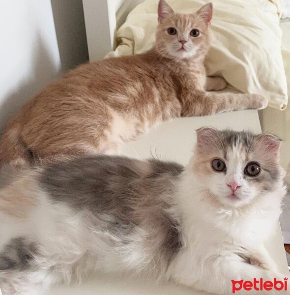 Scottish Fold, Kedi  Barbi & Peri fotoğrafı