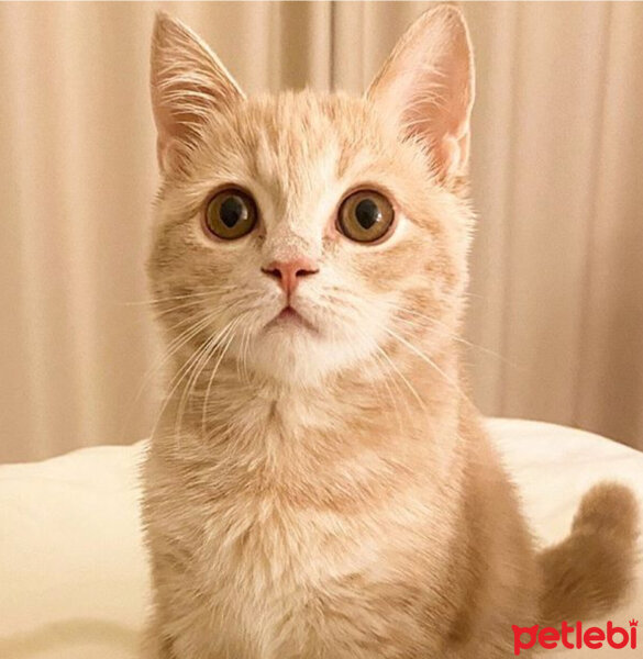 Scottish Fold, Kedi  Barbi & Peri fotoğrafı