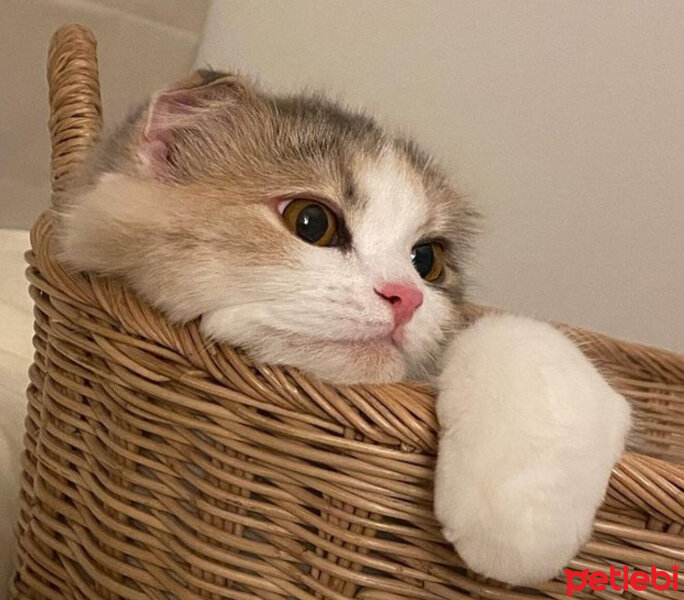 Scottish Fold, Kedi  Barbi & Peri fotoğrafı