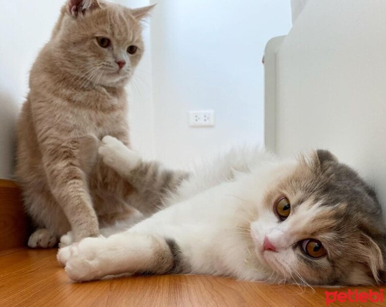 Scottish Fold, Kedi  Barbi & Peri fotoğrafı