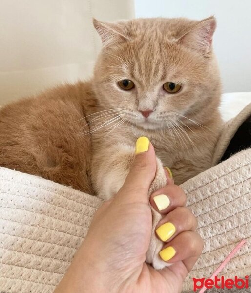 Scottish Fold, Kedi  Barbi & Peri fotoğrafı