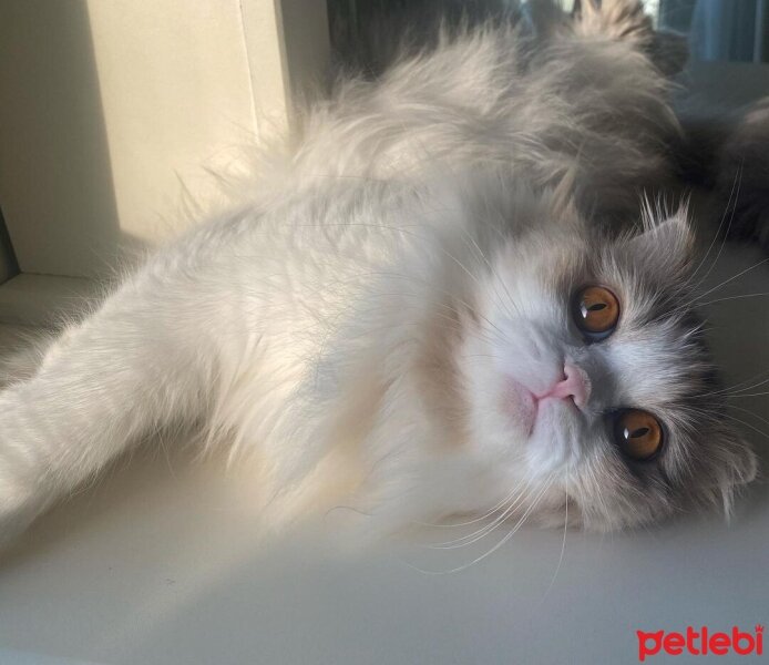 Scottish Fold, Kedi  Barbi & Peri fotoğrafı