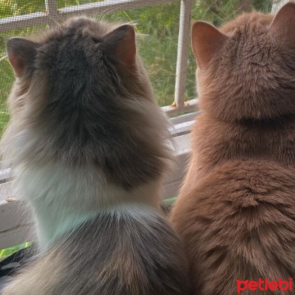 Scottish Fold, Kedi  Barbi & Peri fotoğrafı