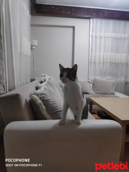 Tekir Kedi, Kedi  Gece fotoğrafı