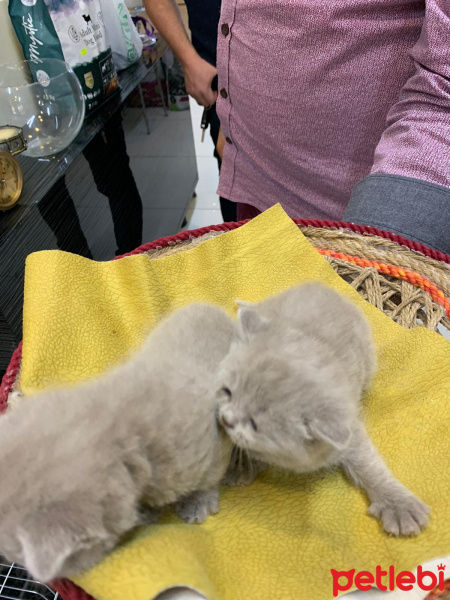 Sarman, Kedi  Leon fotoğrafı