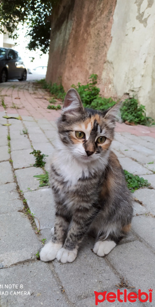 Tekir Kedi, Kedi  Kırpık fotoğrafı
