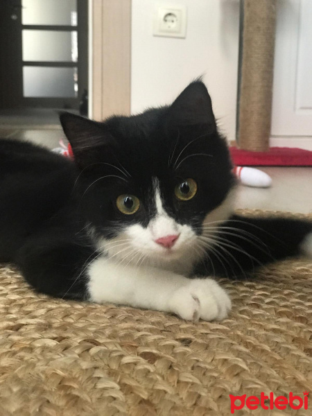 Tuxedo (Smokin) Kedi, Kedi  Maya fotoğrafı