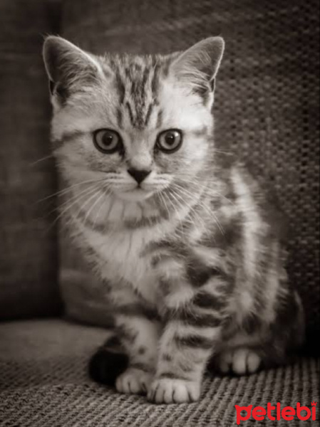American Shorthair, Kedi  Luna fotoğrafı