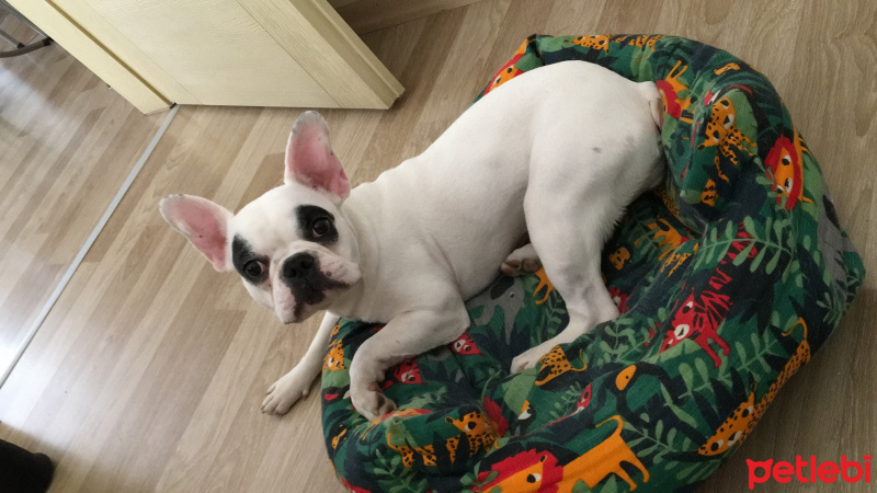 Fransız Bulldog, Köpek  Koko fotoğrafı