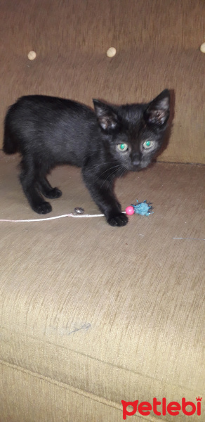 Tekir Kedi, Kedi  ACİL YUVA ARIYORUZ fotoğrafı