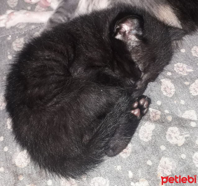 Tekir Kedi, Kedi  ACİL YUVA ARIYORUZ fotoğrafı