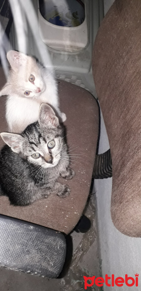 Tekir Kedi, Kedi  ACİL YUVA ARIYORUZ fotoğrafı