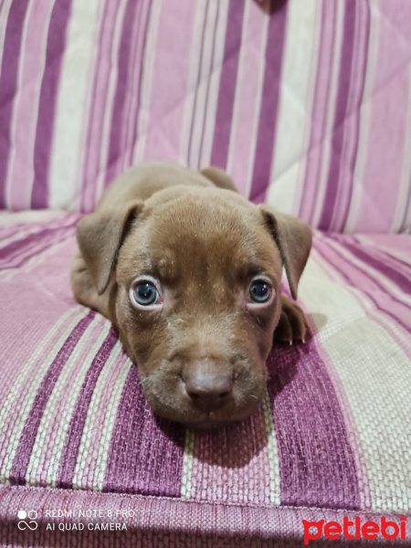 Amerikan Pitbull Terrier, Köpek  MOCHA fotoğrafı