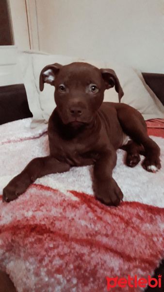 Amerikan Pitbull Terrier, Köpek  MOCHA fotoğrafı