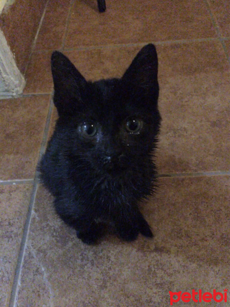 Bombay, Kedi  Zeytin fotoğrafı