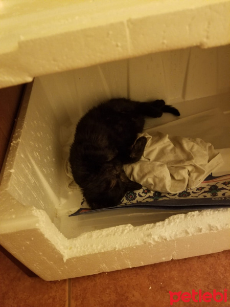 Bombay, Kedi  Zeytin fotoğrafı
