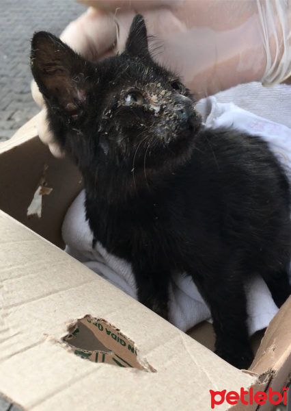 Bombay, Kedi  Zeytin fotoğrafı