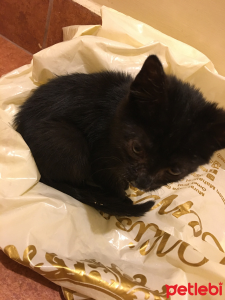 Bombay, Kedi  Zeytin fotoğrafı