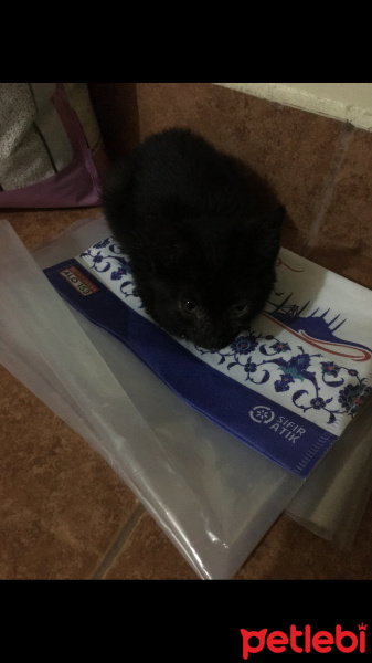 Bombay, Kedi  Zeytin fotoğrafı