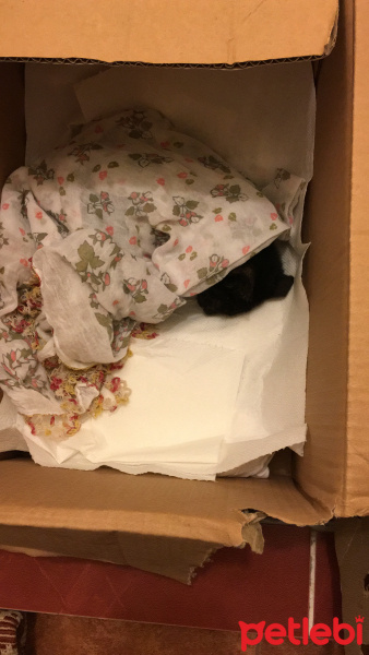 Bombay, Kedi  Zeytin fotoğrafı