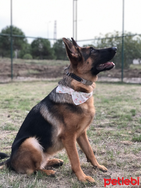 Alman Çoban Köpeği, Köpek  Lady fotoğrafı