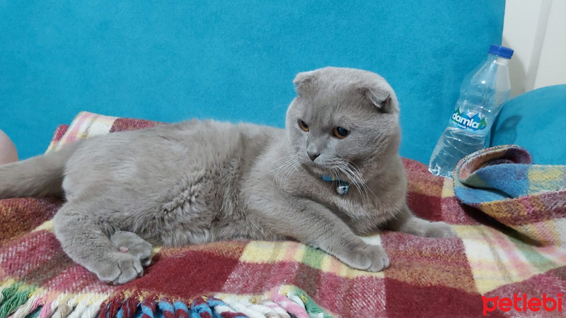 Scottish Fold, Kedi  Duman fotoğrafı