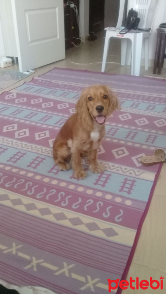 Amerikan Cocker Spaniel, Köpek  Maya fotoğrafı