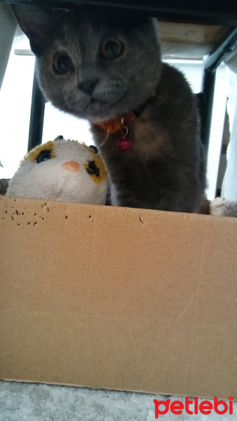 British Shorthair, Kedi  Mia fotoğrafı