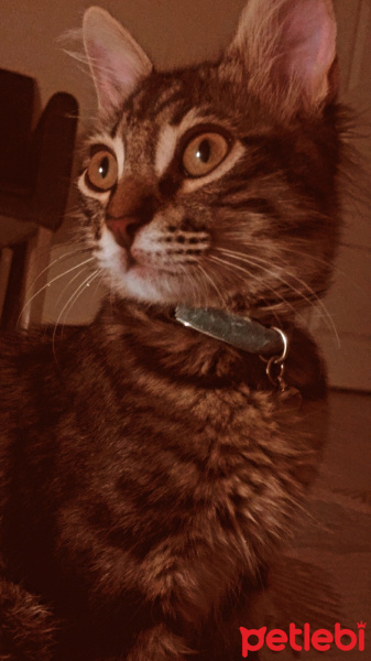 Tekir Kedi, Kedi  Alex fotoğrafı